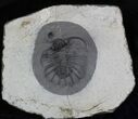 New Lichid Trilobite From Jorf - Very Rare (Special Price) #34770-2